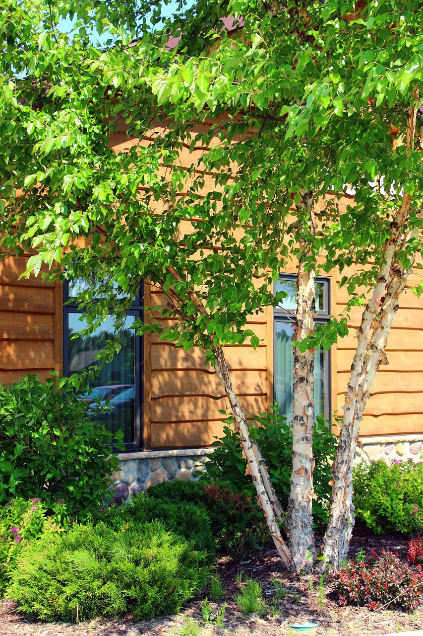 birch tree summer green free photo