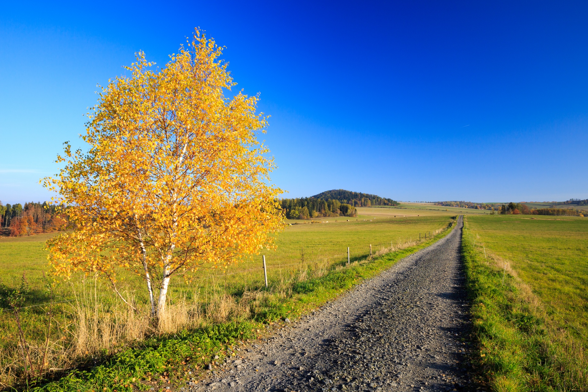 autumn birch bright free photo