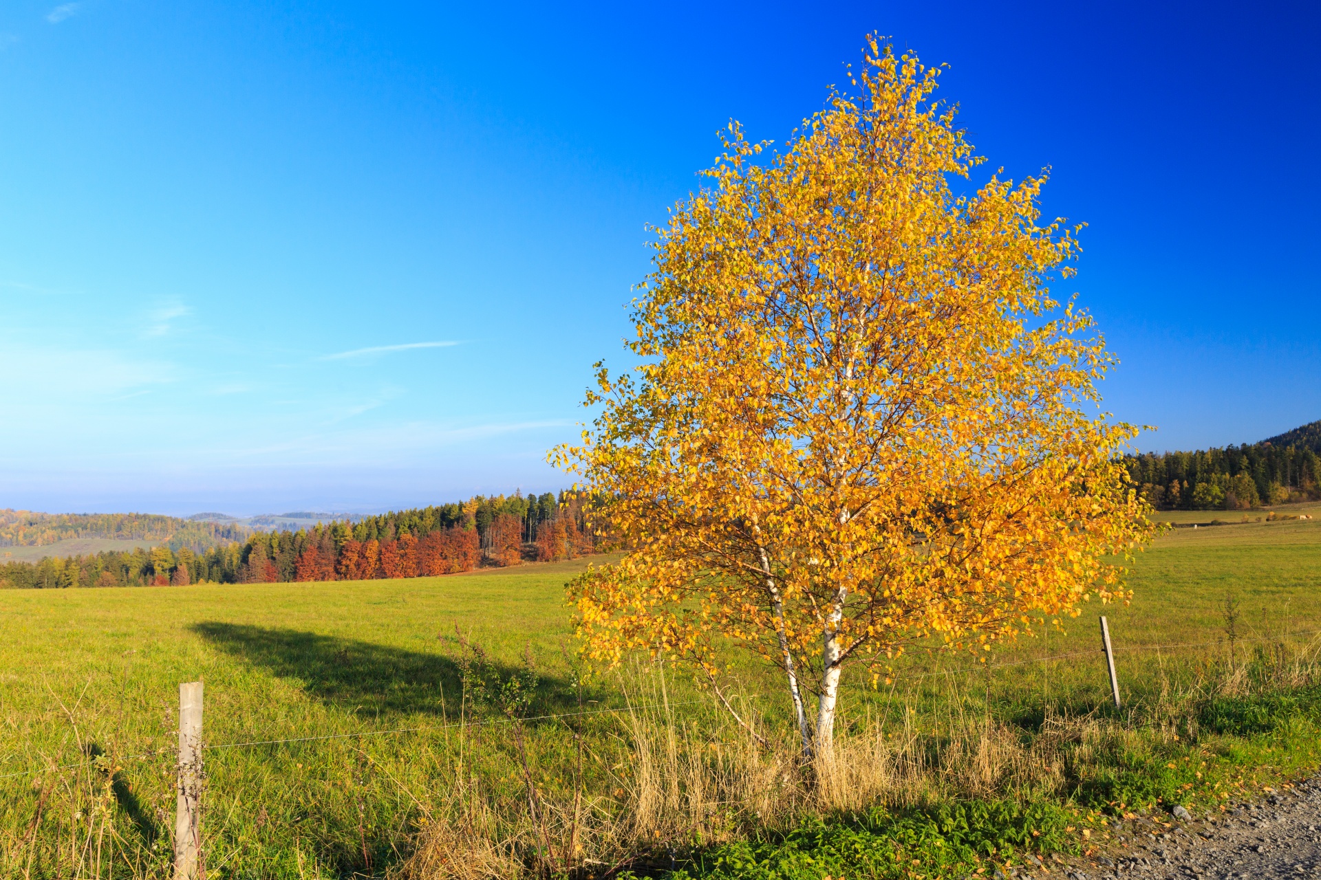 Береза осенью фото дерева Autumn,birch,bright,color,colorful - free image from needpix.com