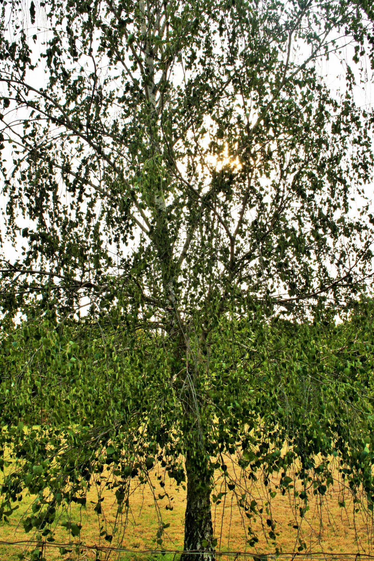 tree birch green free photo