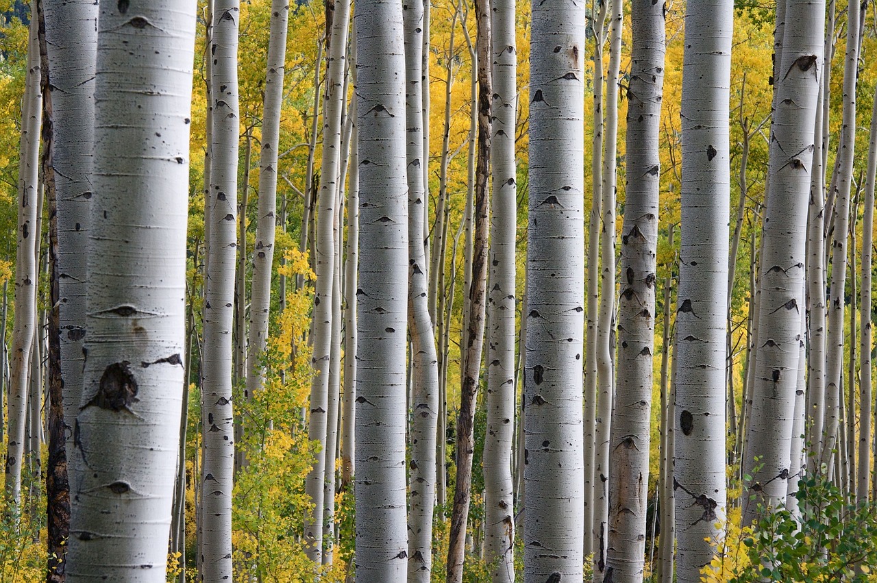 birch trees forest trunks free photo