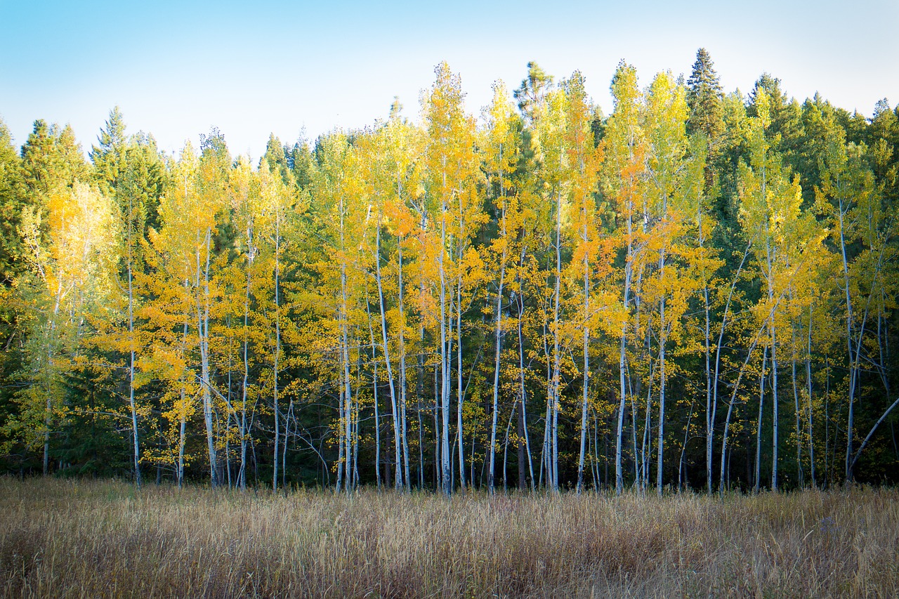 birch trees wood forest free photo