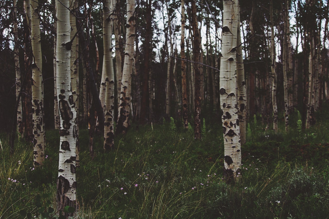 birch trees trunks bark free photo