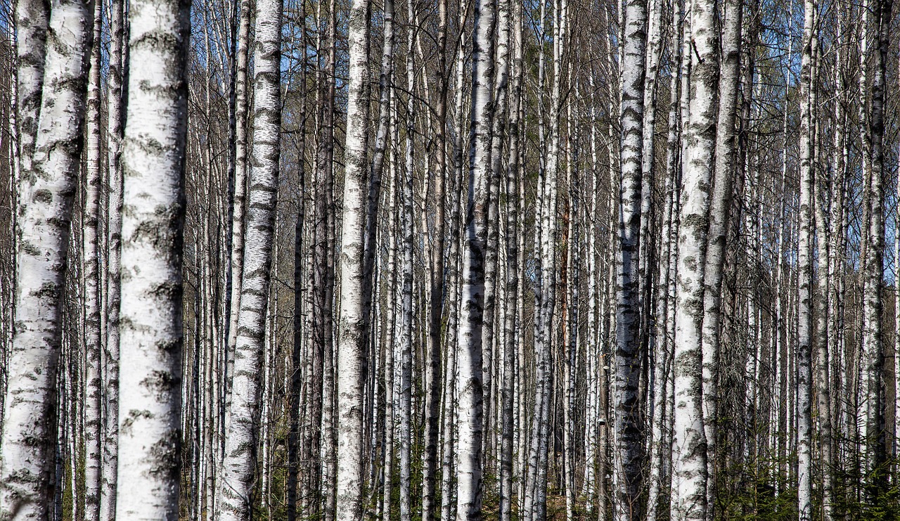 birch trees birch trunks birch forest free photo