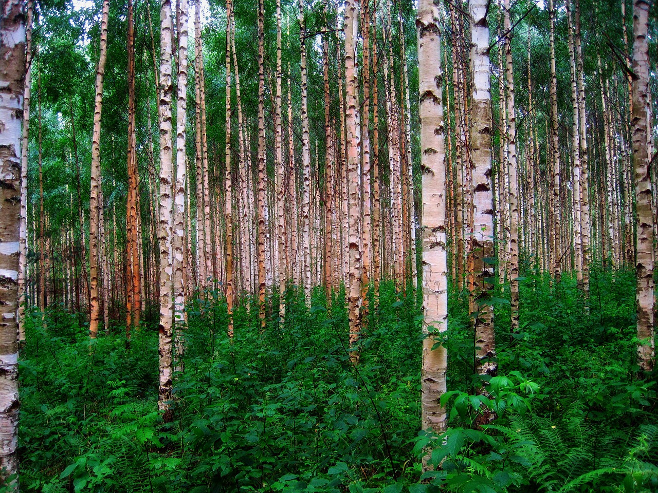 birch trees forest woods free photo