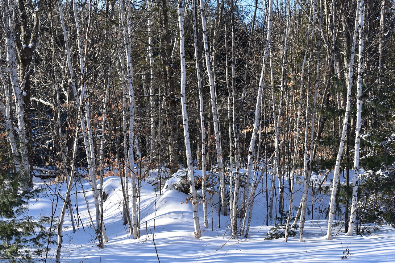 birch trees  snow  shadows free photo