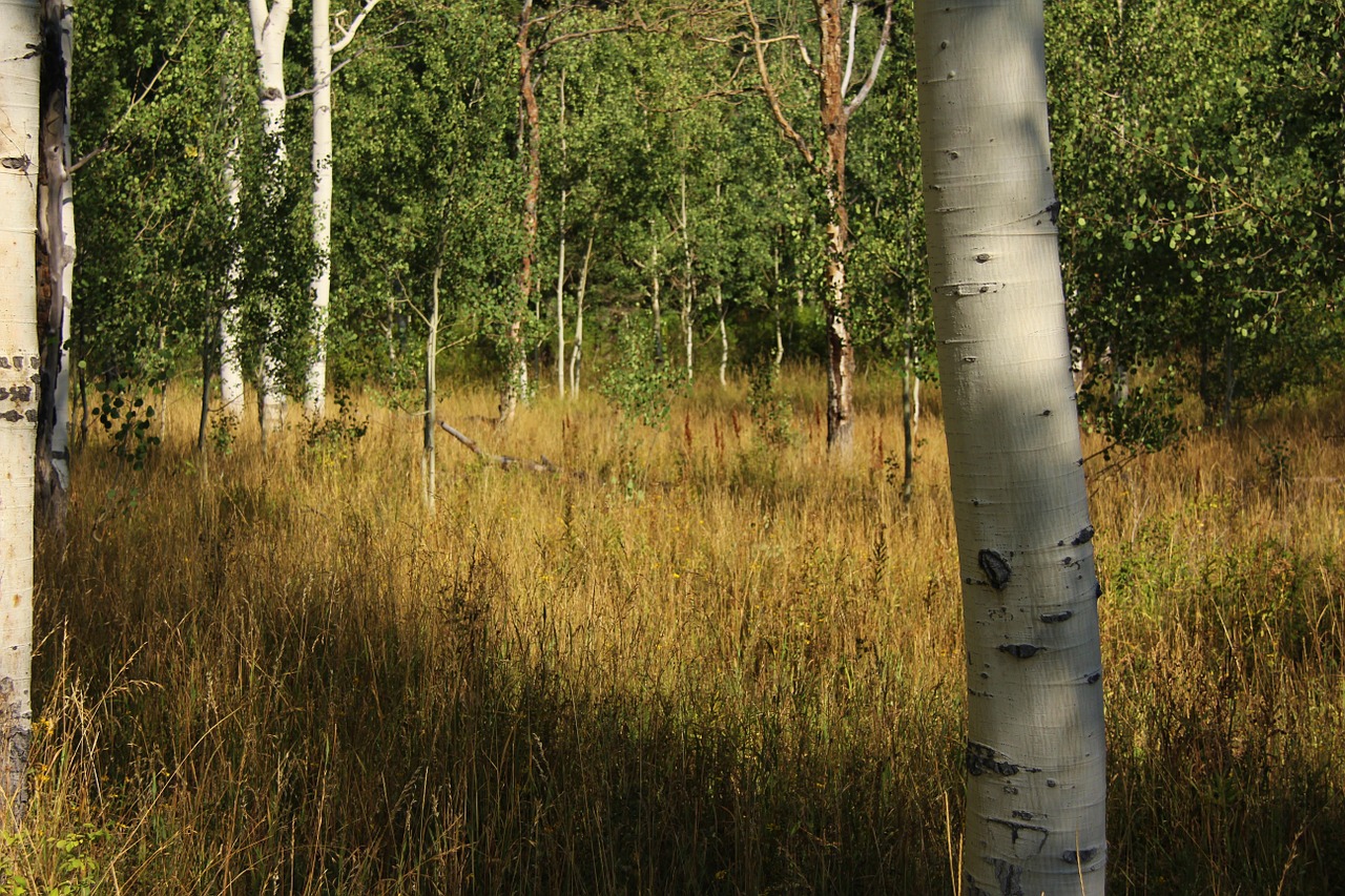 birch trees nature forest free photo