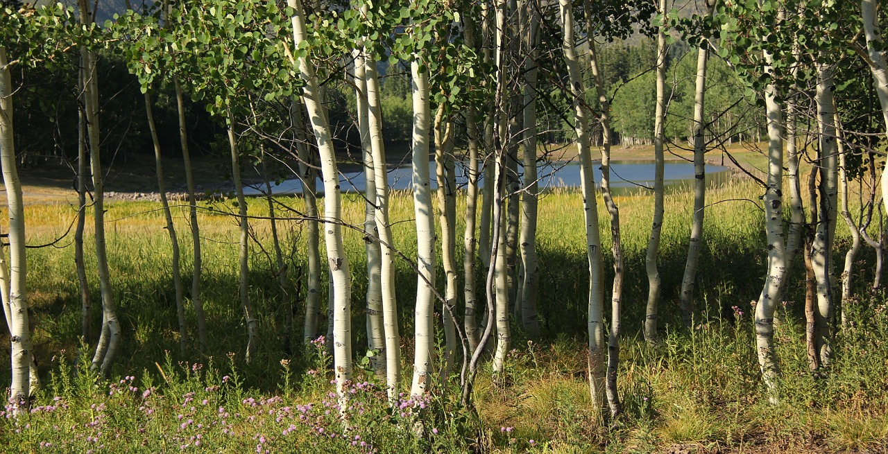 birch trees nature forest free photo