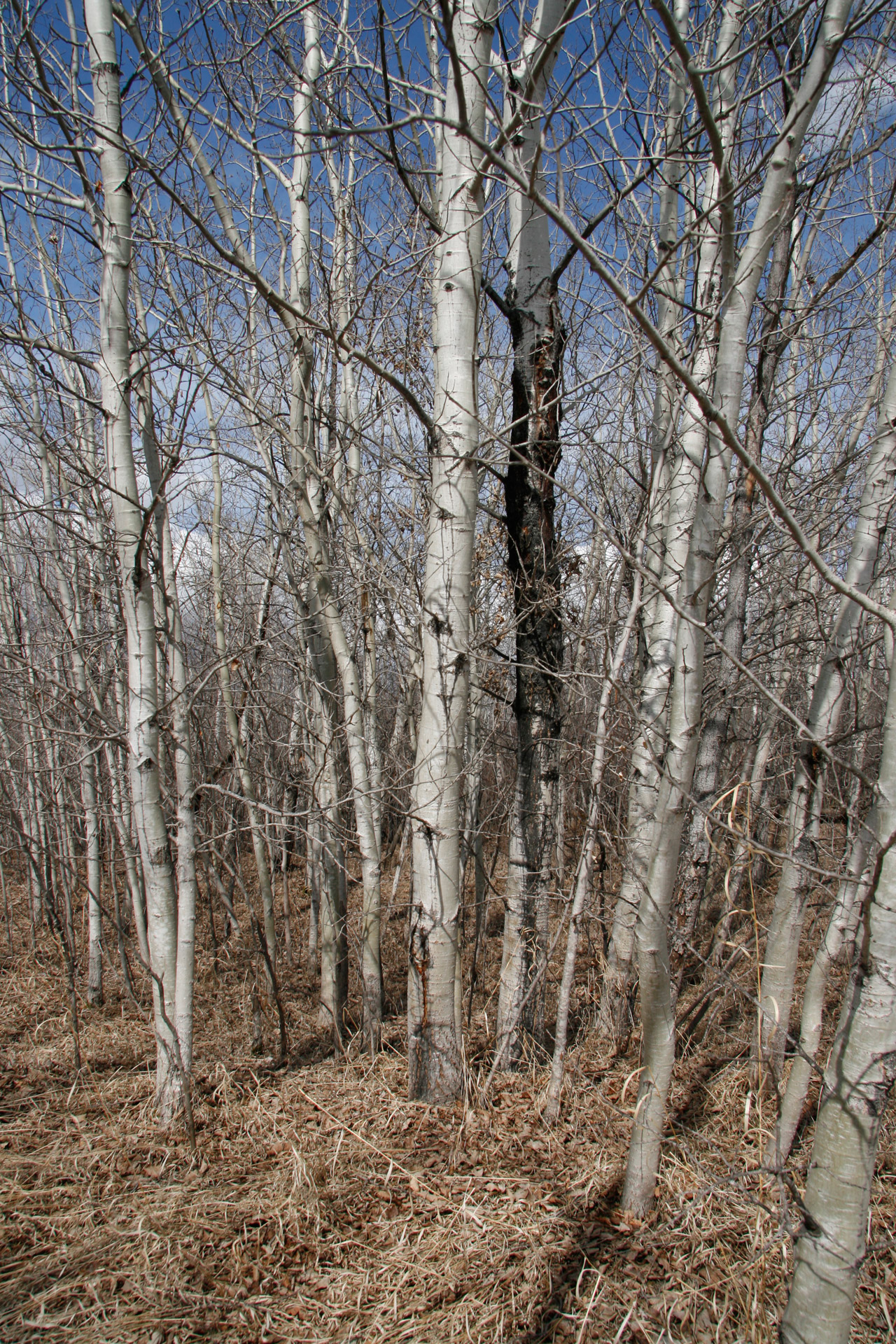 birch trees forest free photo