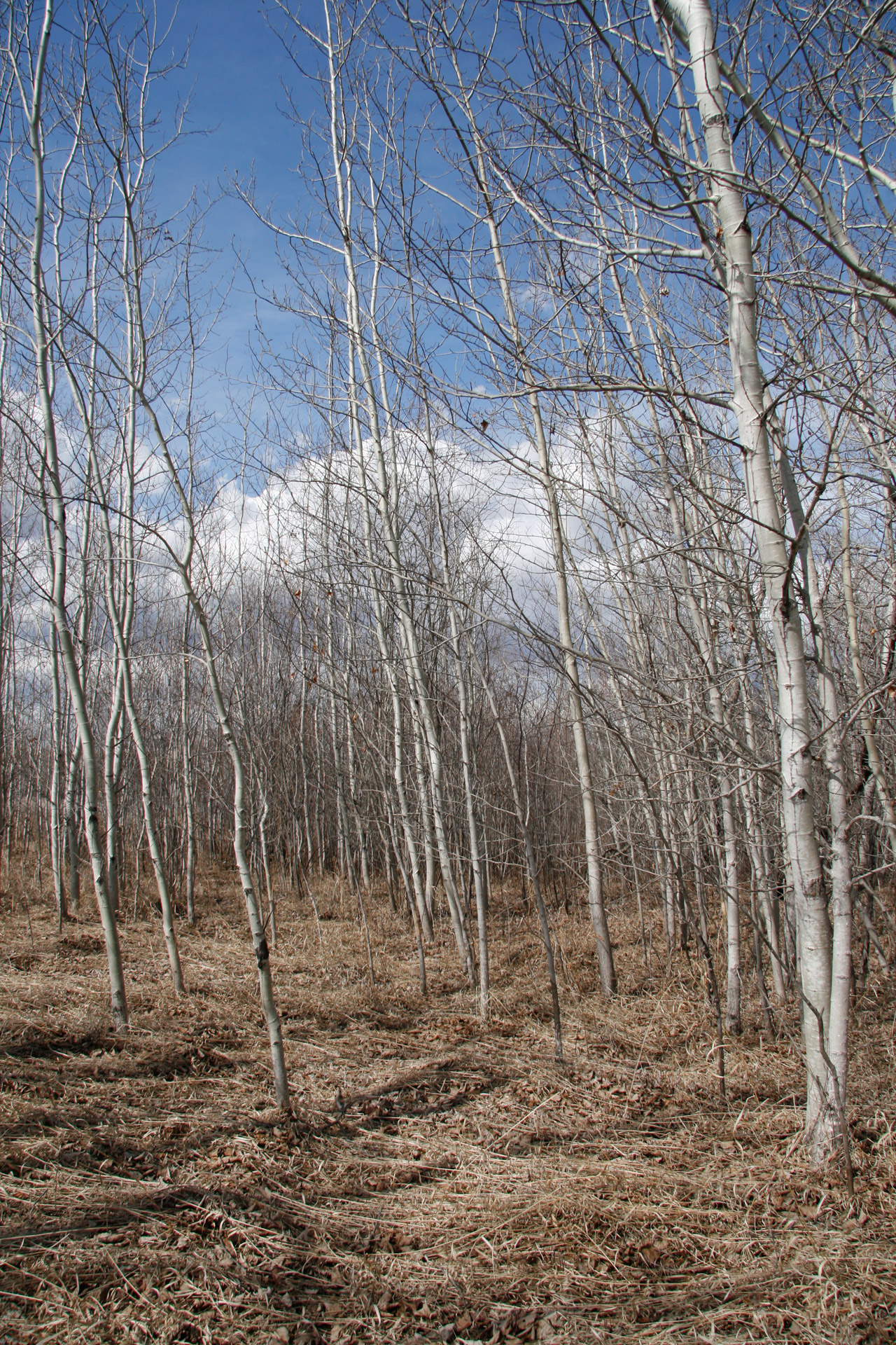 birch trees forest free photo