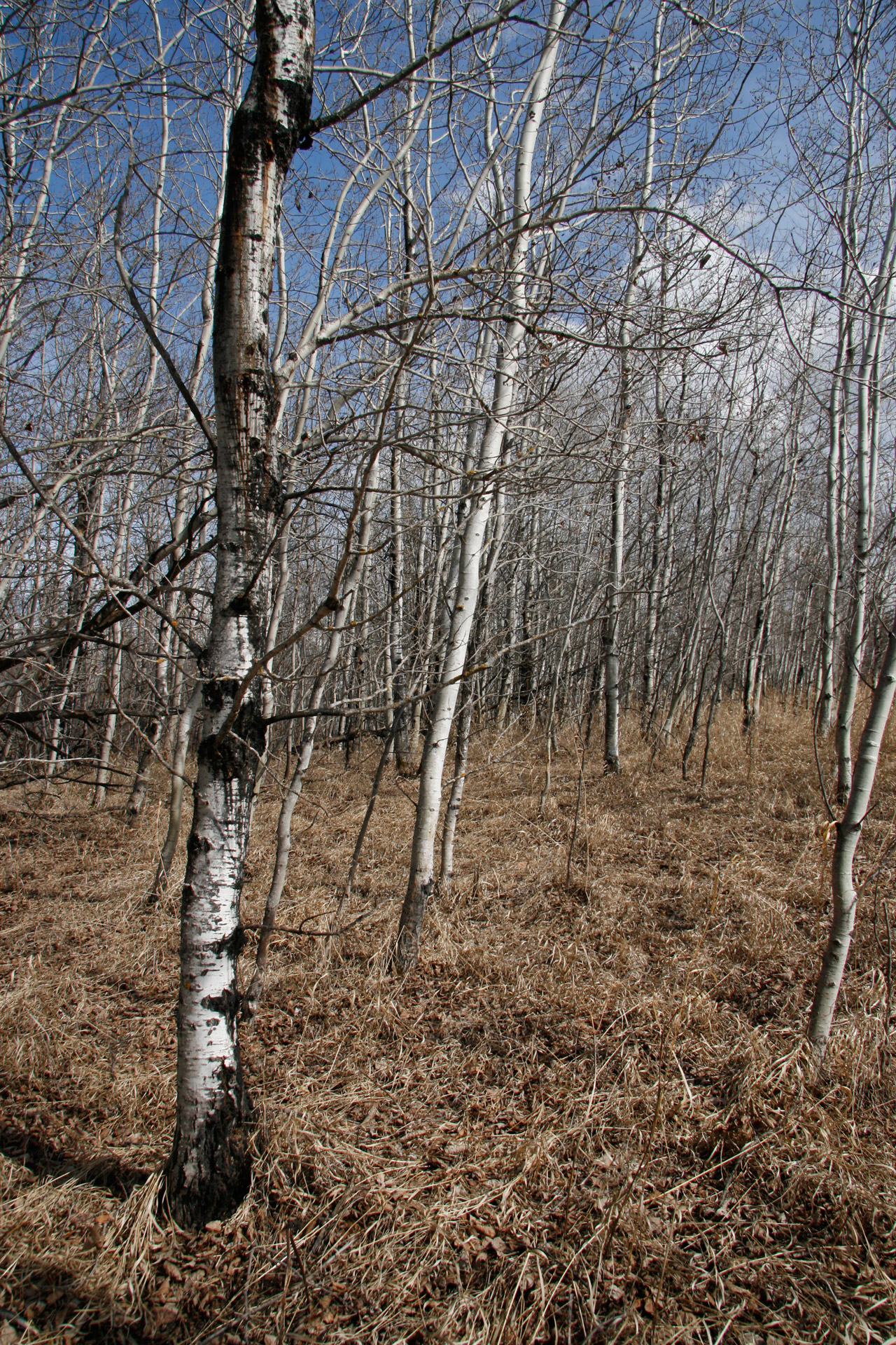 birch trees forest free photo