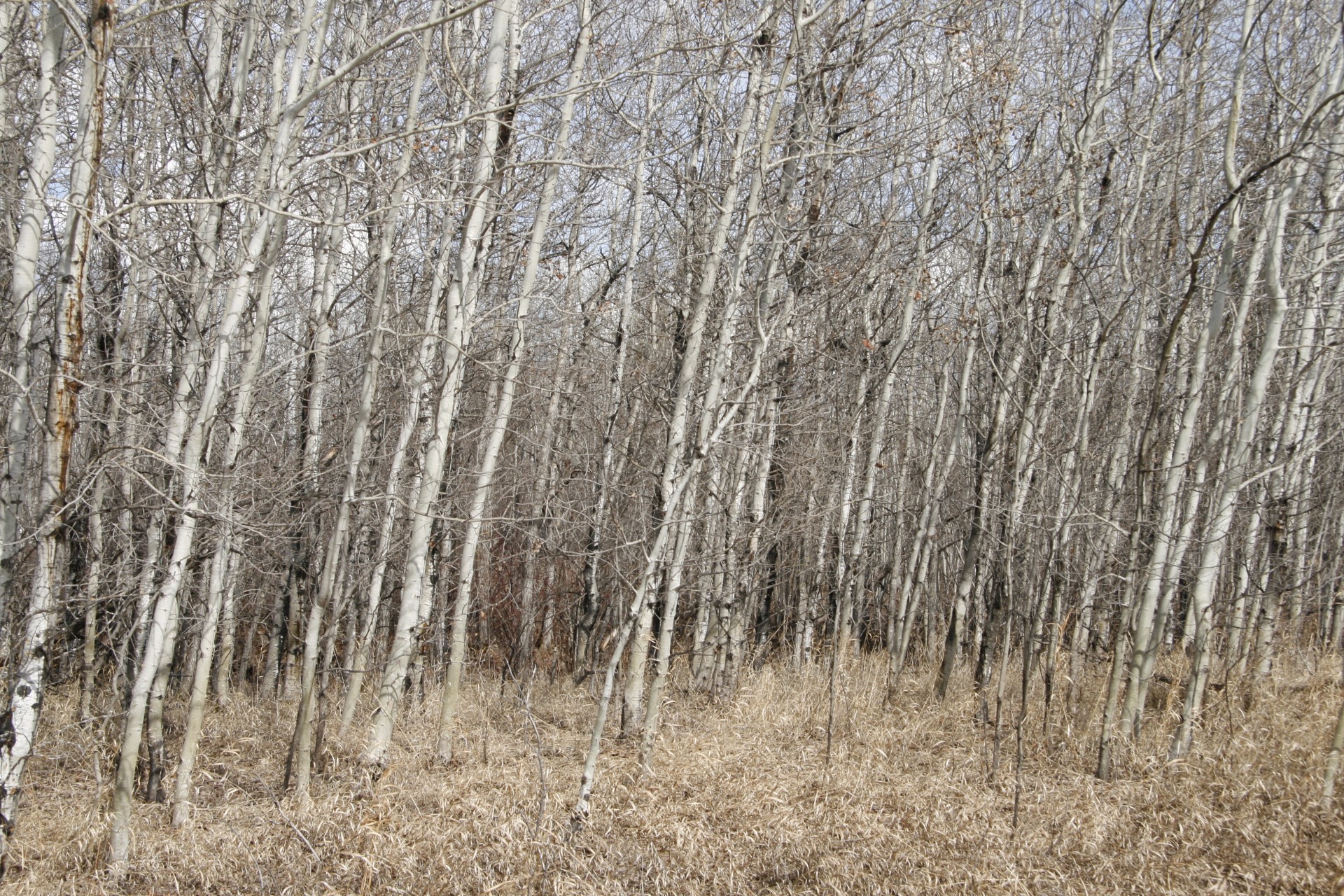 birch trees forest free photo