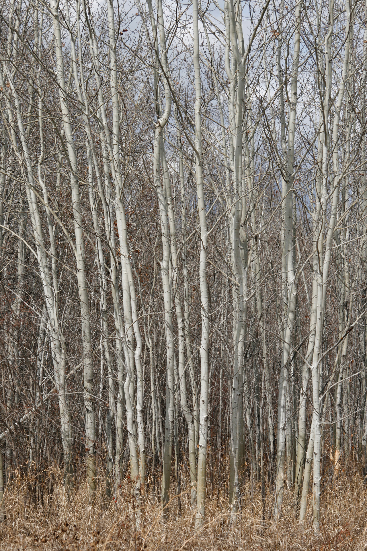 birch trees forest free photo