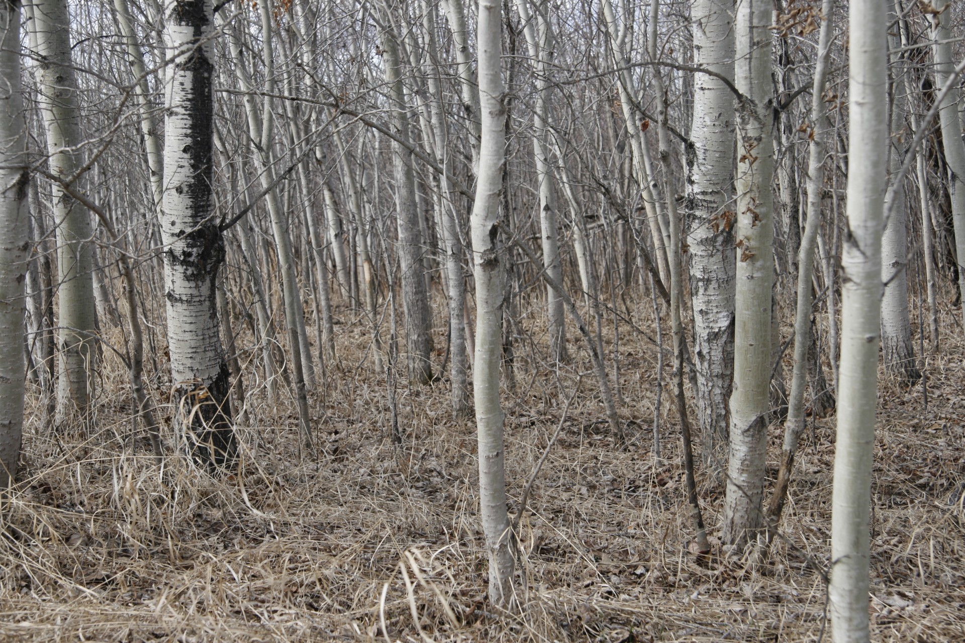 birch trees forest free photo