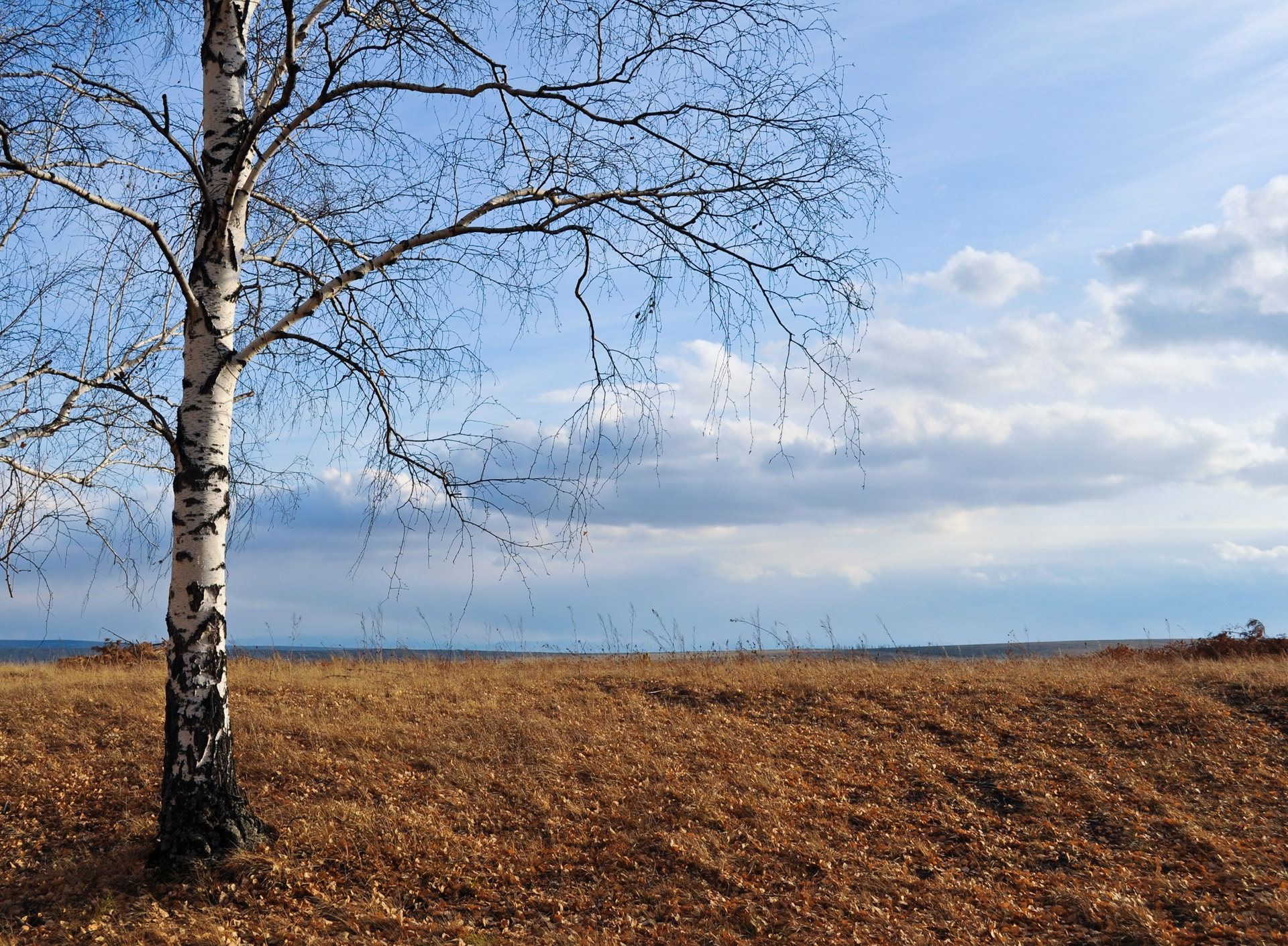 trees forest nature free photo