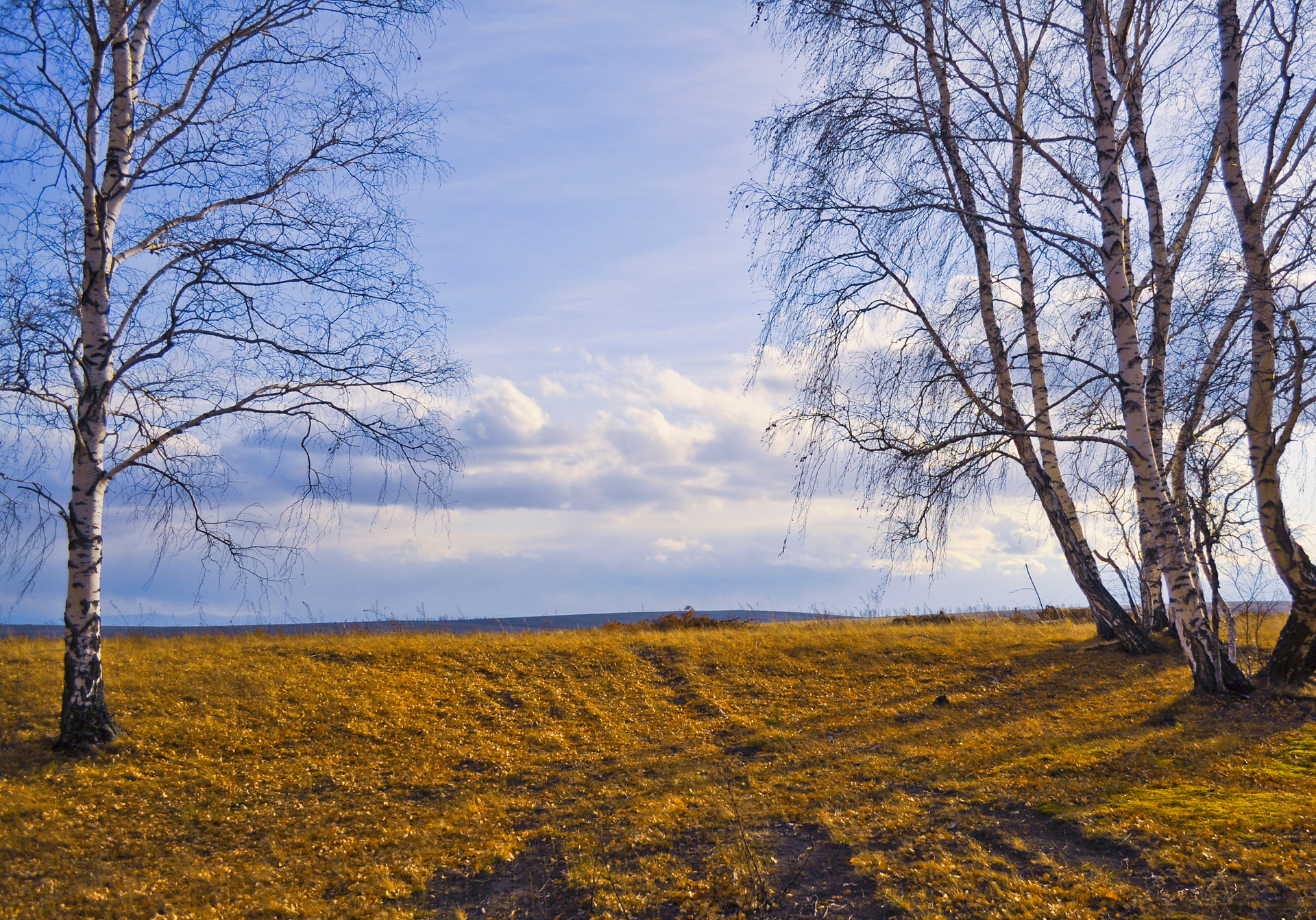 trees forest nature free photo