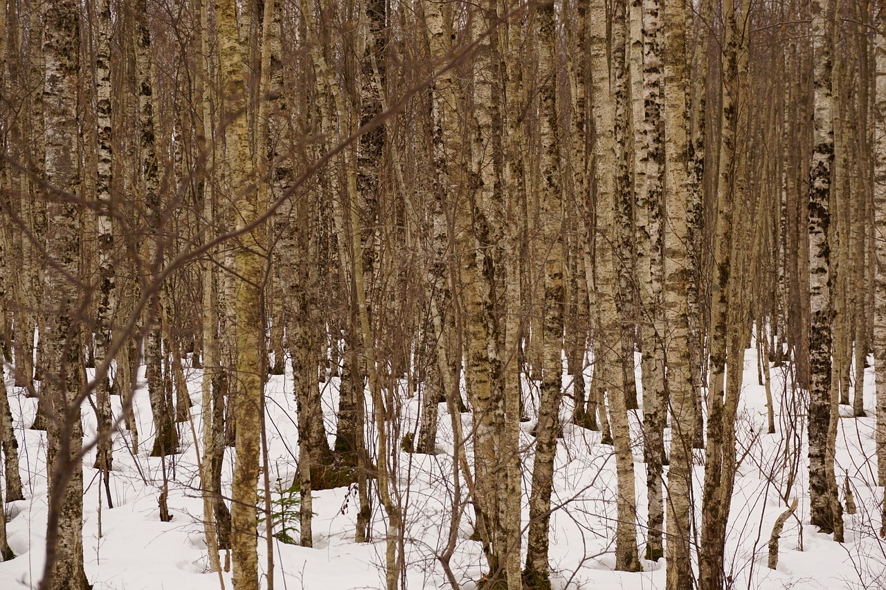 birches  forest  winter free photo
