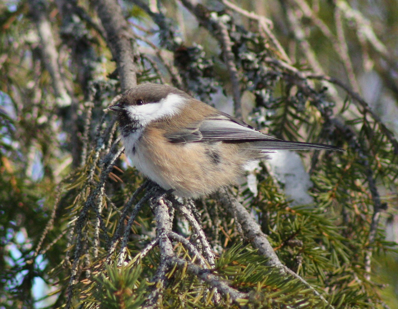 bird nature outside free photo