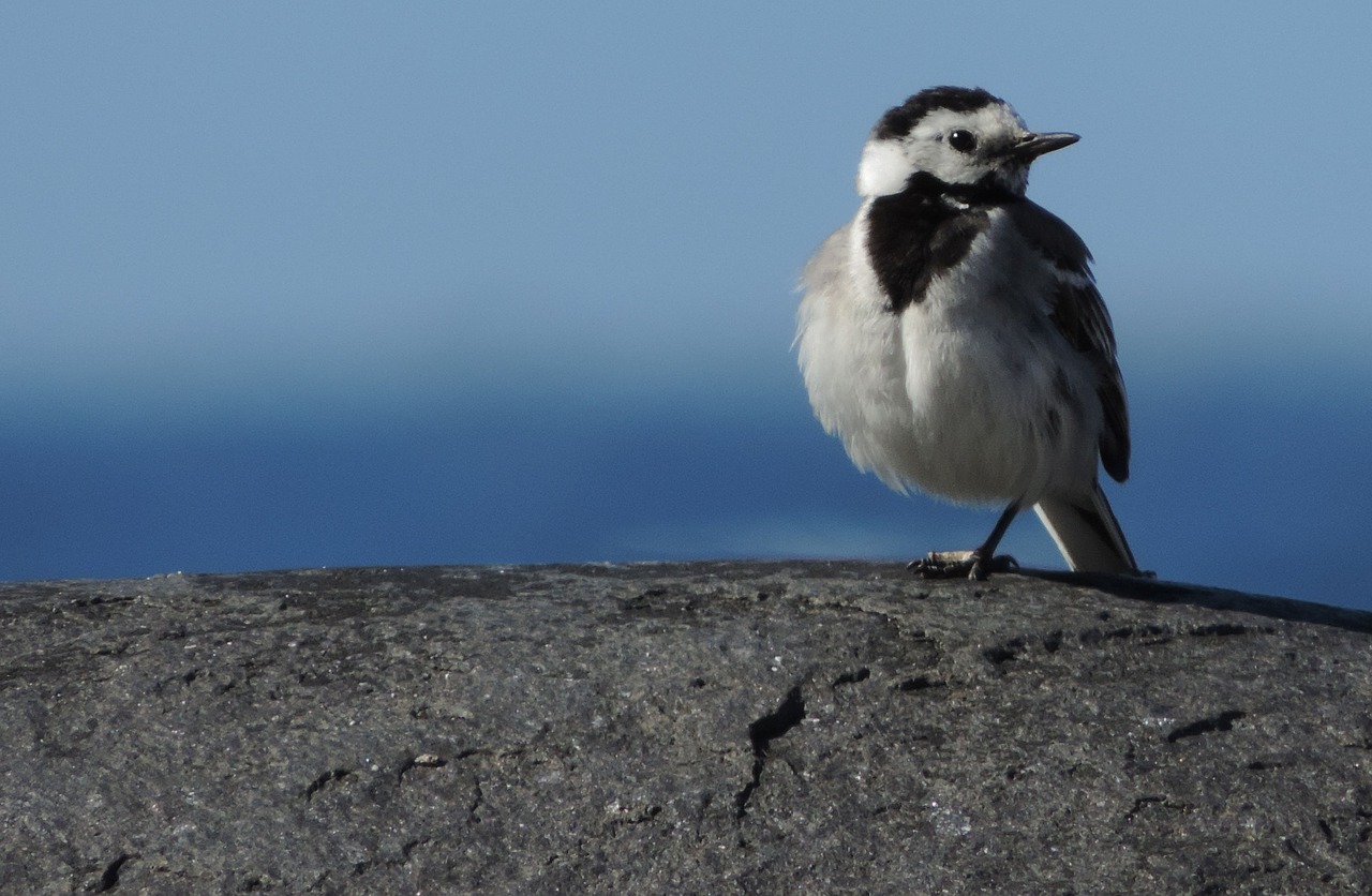 bird little close up free photo