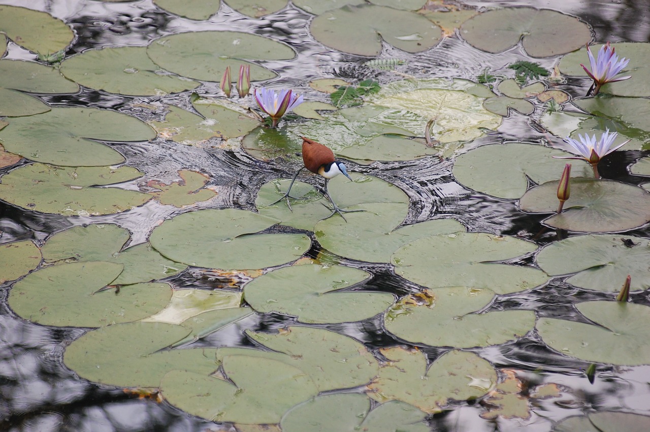 bird water river free photo