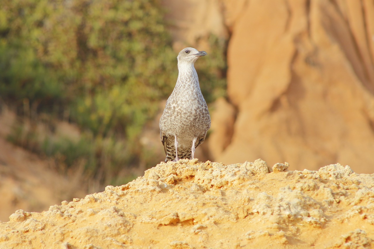 bird yellow costa free photo