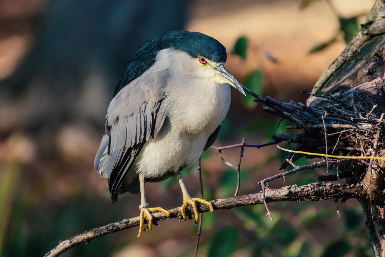 bird night heron zoo free photo