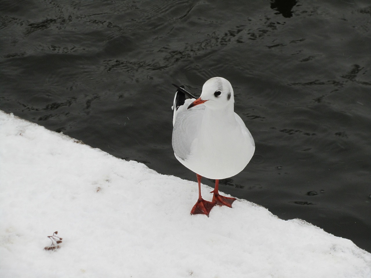 bird snow cold free photo