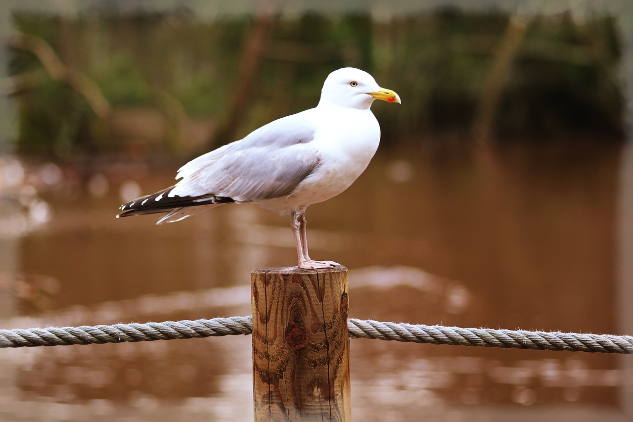 bird seagull nature free photo