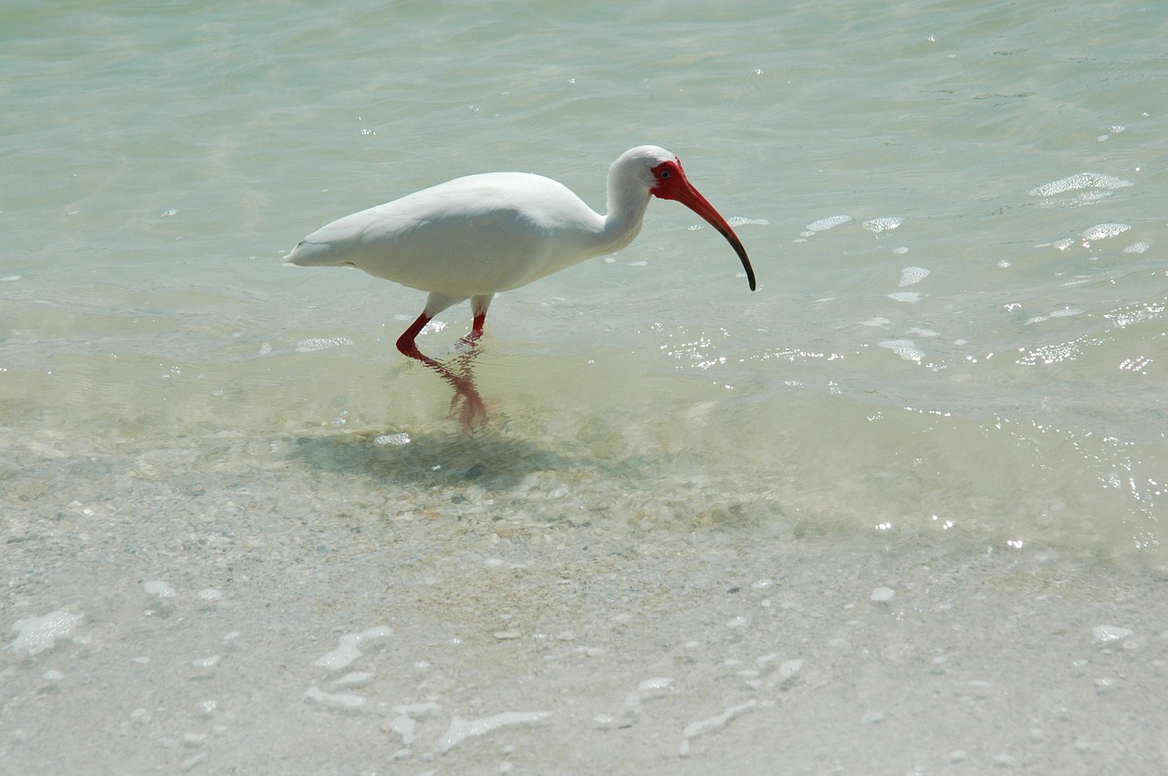 ibis bird tropical free photo