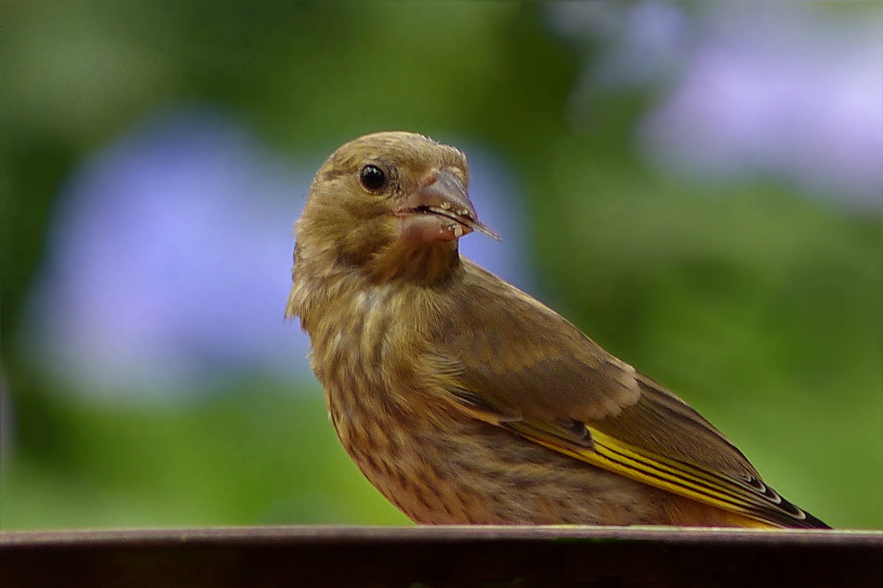 bird greenfinch young free photo