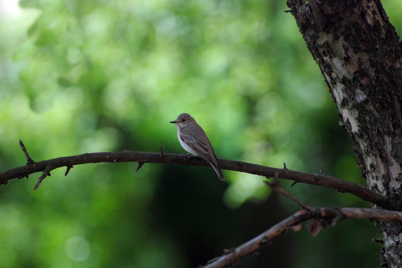 bird nature animal free photo