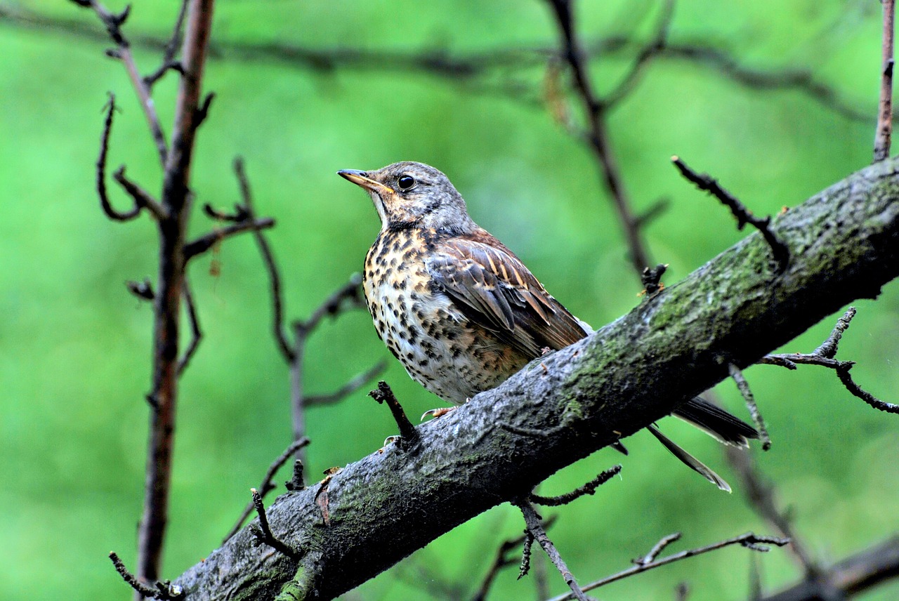 bird nature animal free photo