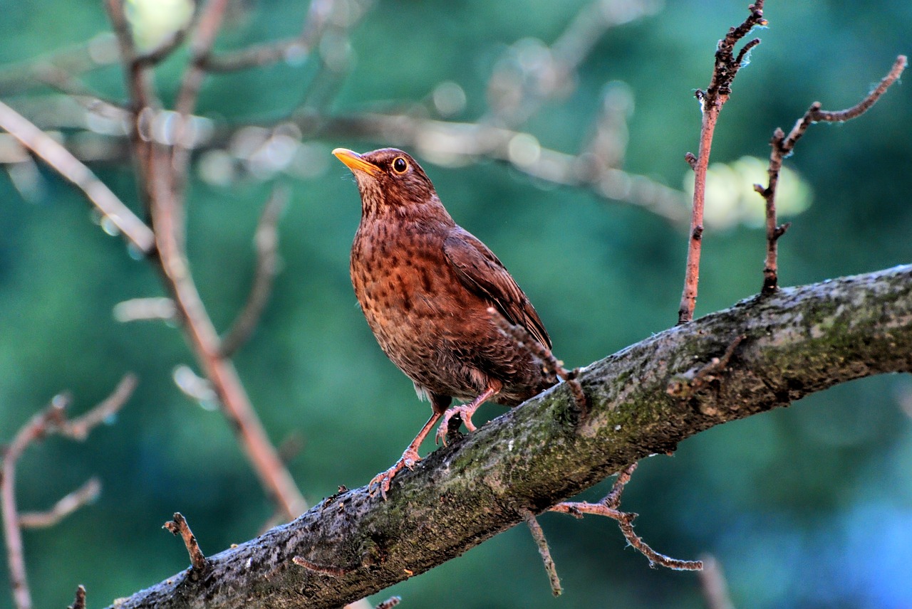 bird nature animal free photo