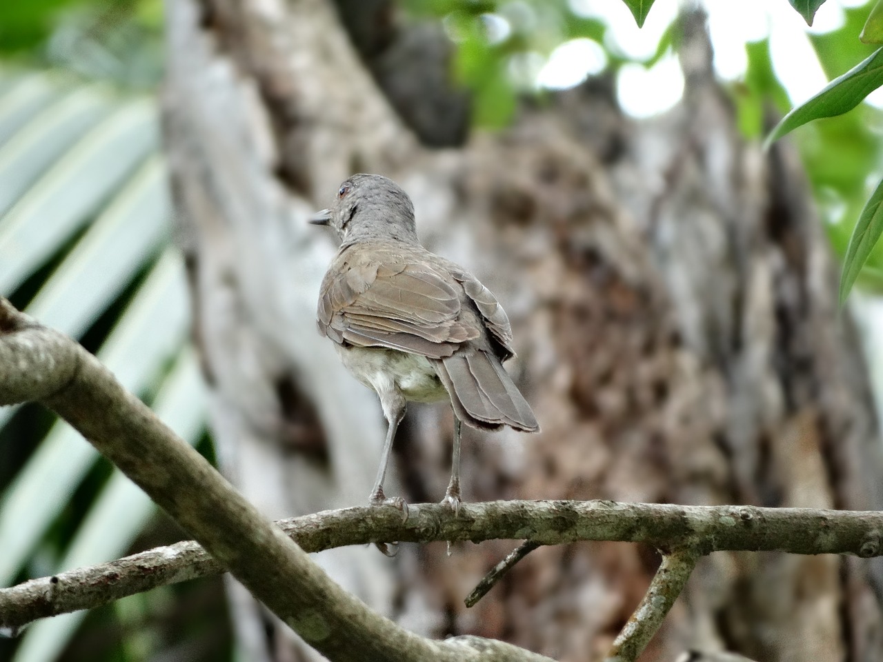 bird nature freedom free photo