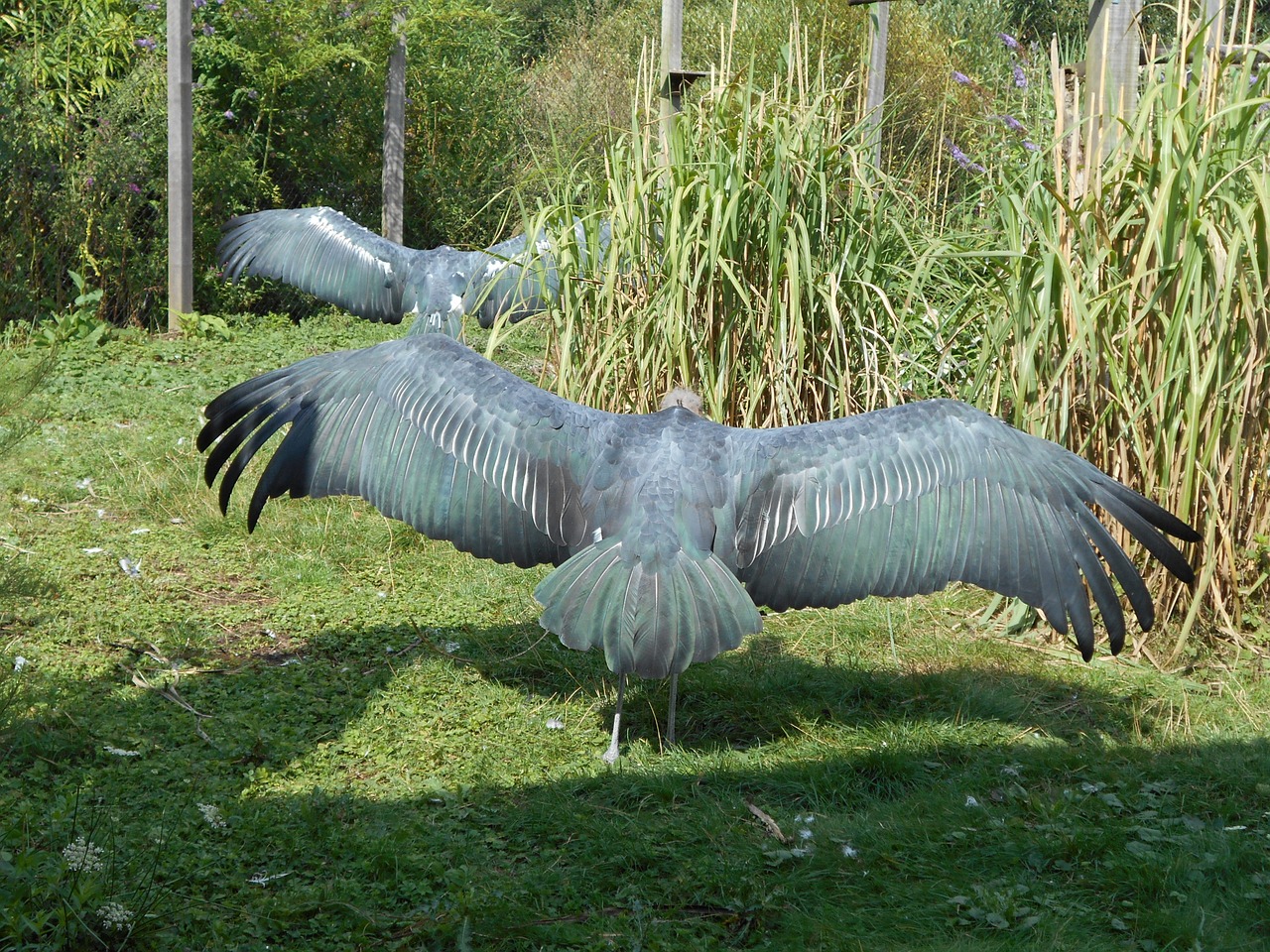 bird wings nature free photo