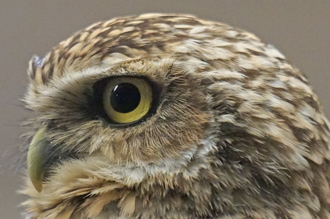 bird owl burrowing free photo
