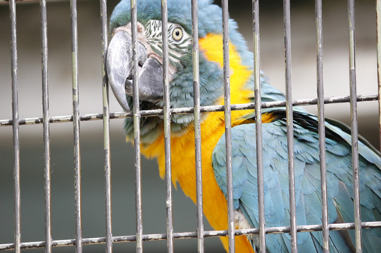 bird zoo parakeet free photo