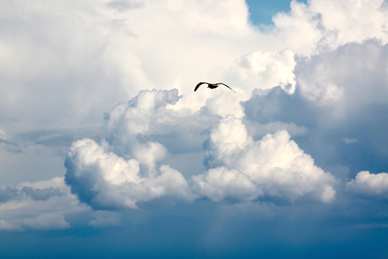 bird flight clouds free photo