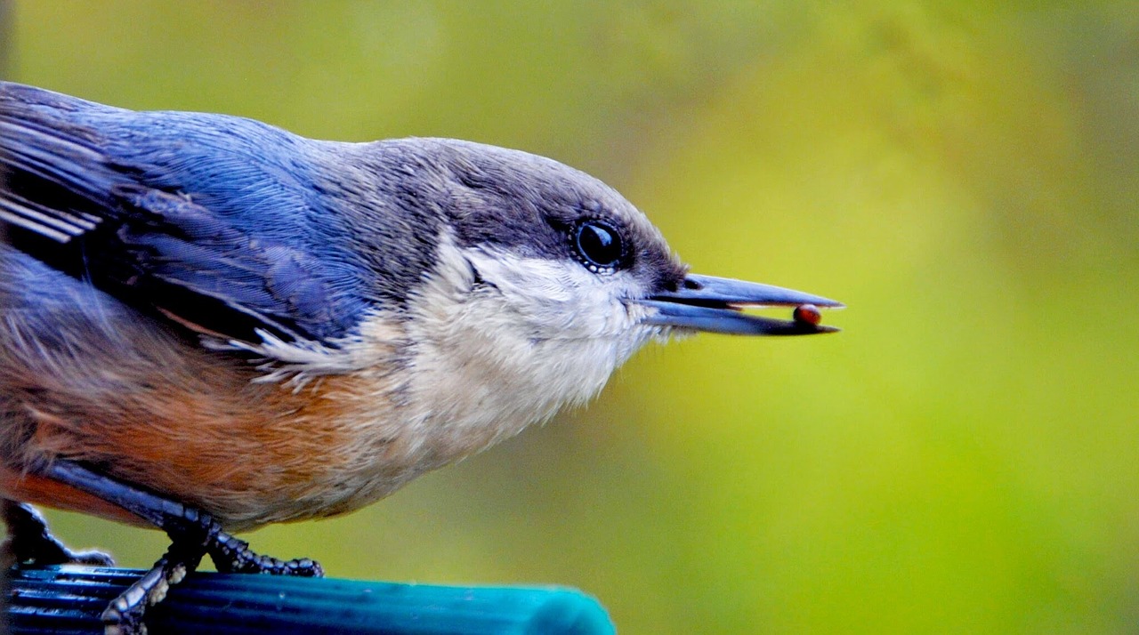 bird beak animal free photo