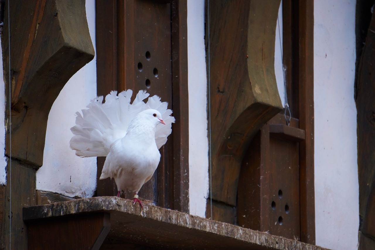 bird dove wartburg castle free photo