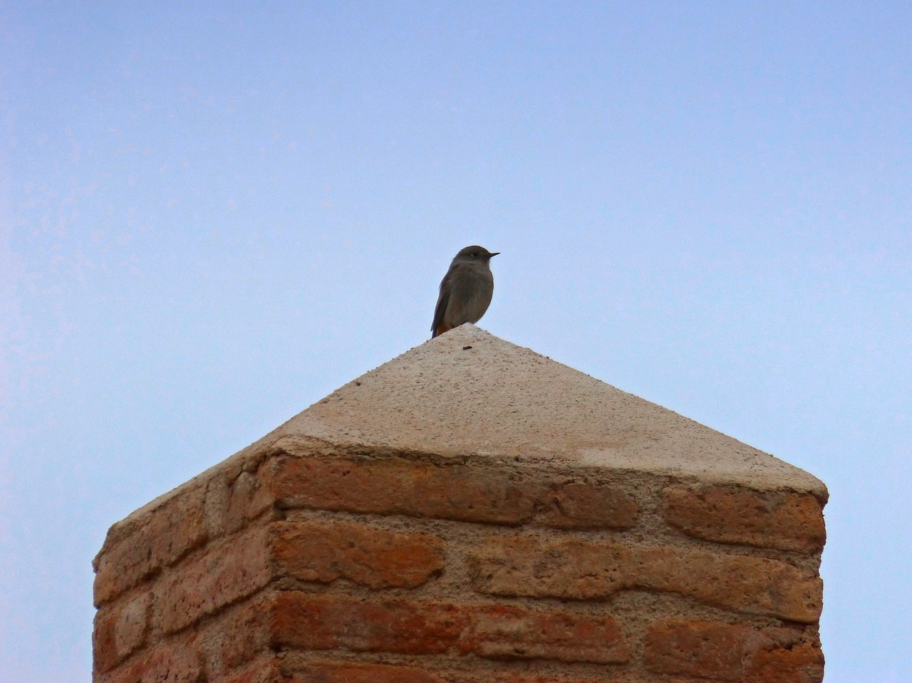 bird pedestal lookout free photo