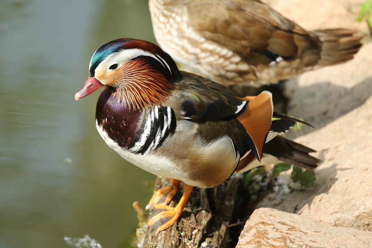 bird duck colors free photo