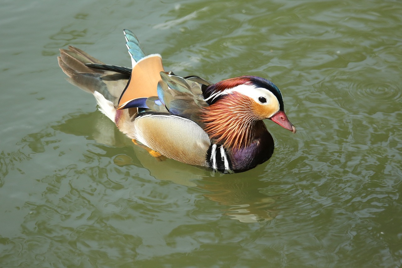 bird duck colors free photo