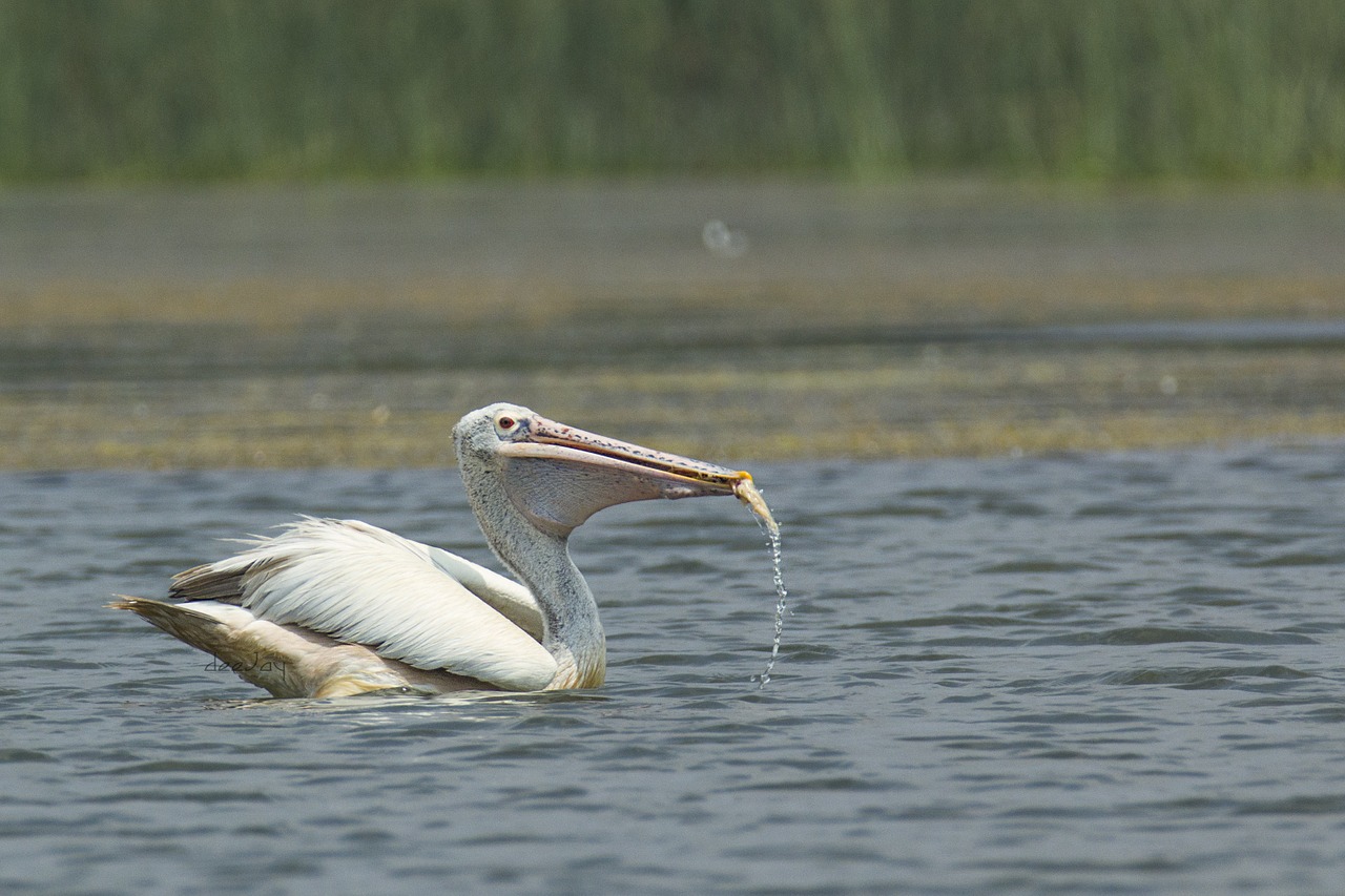 bird pelican mysore free photo