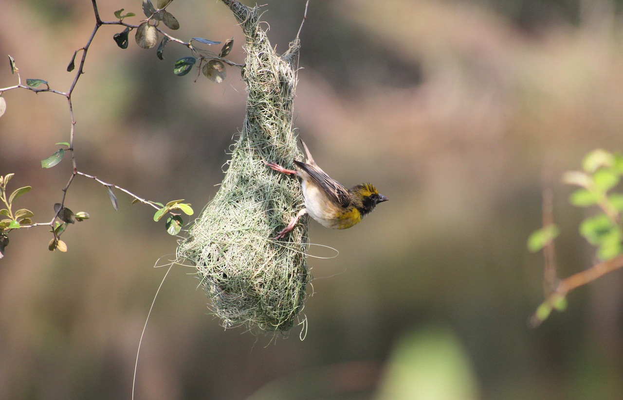 bird mysore india free photo