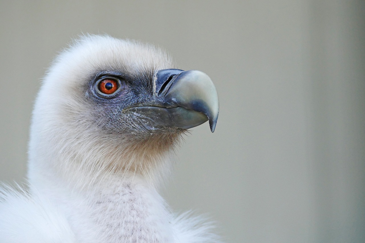 bird vulture griffon vulture free photo