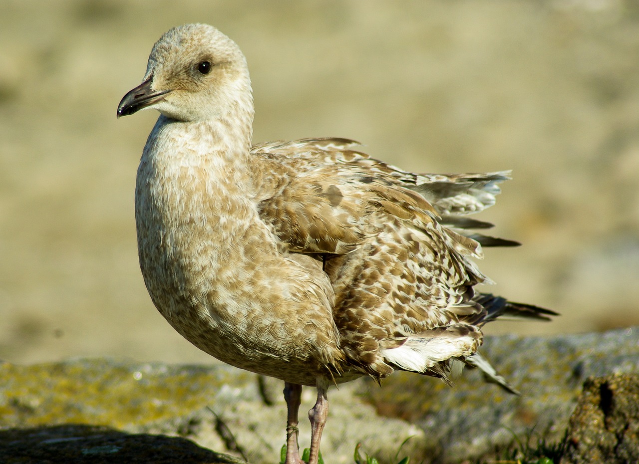 bird seagull feathers free photo