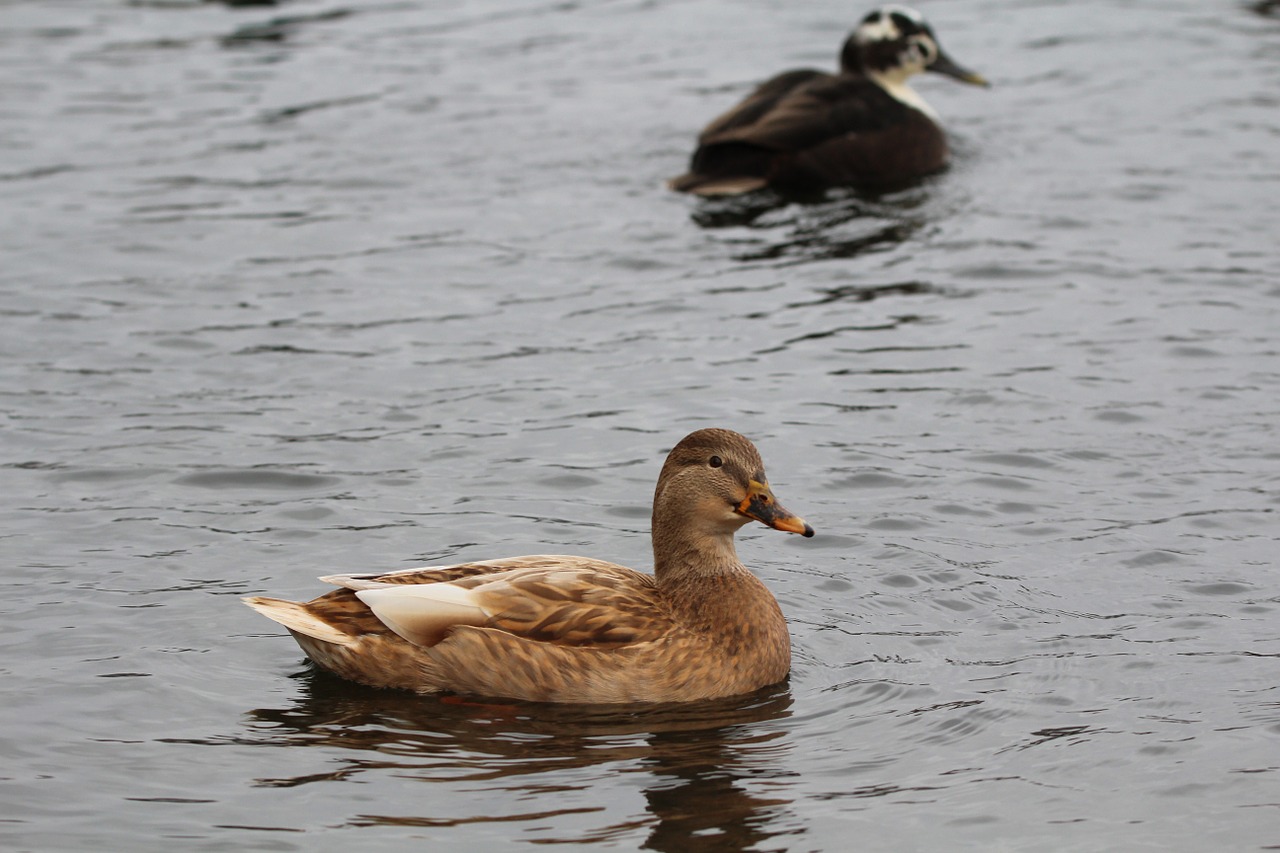 ducks bird nature free photo