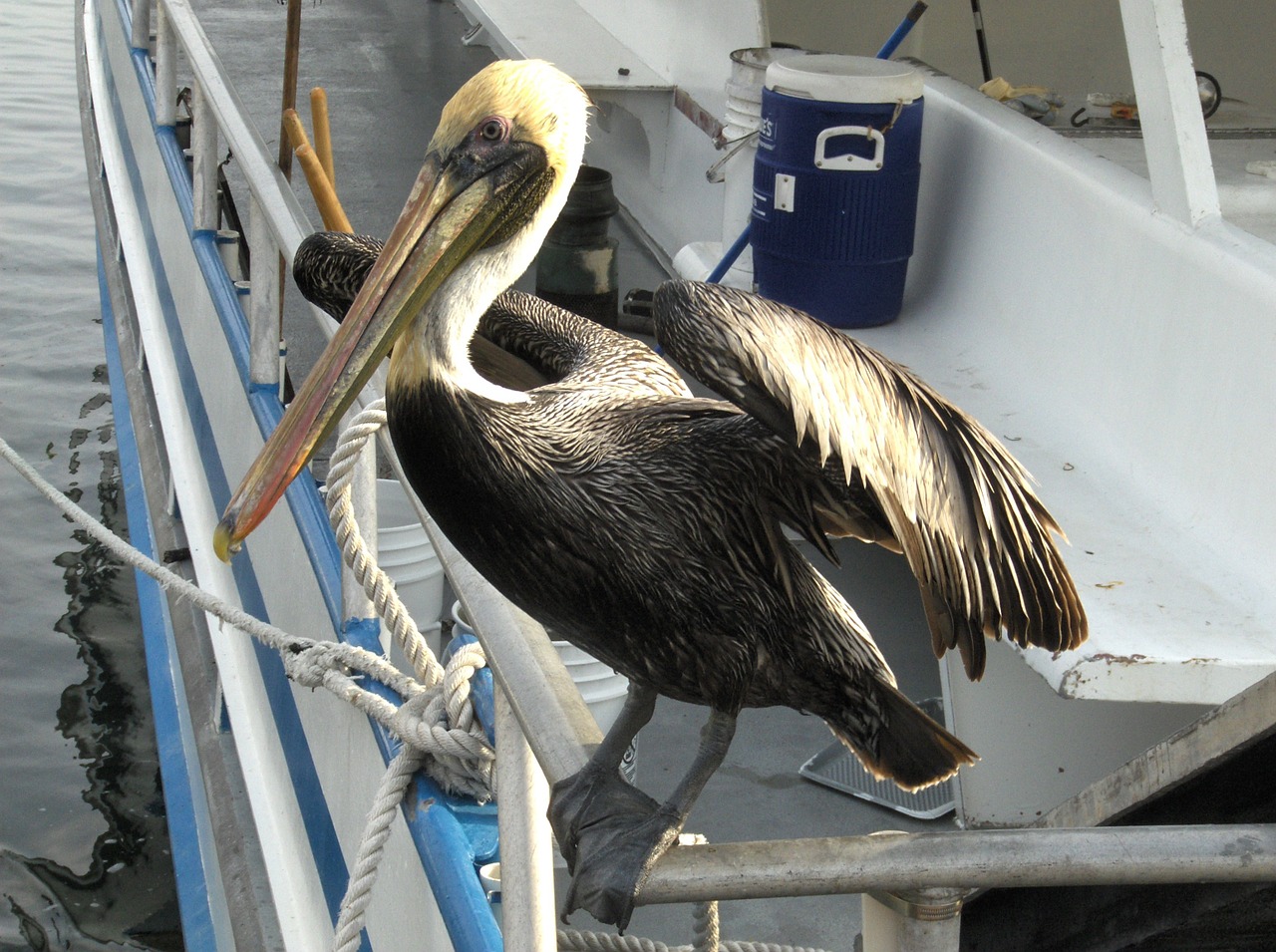 nature bird pelican free photo