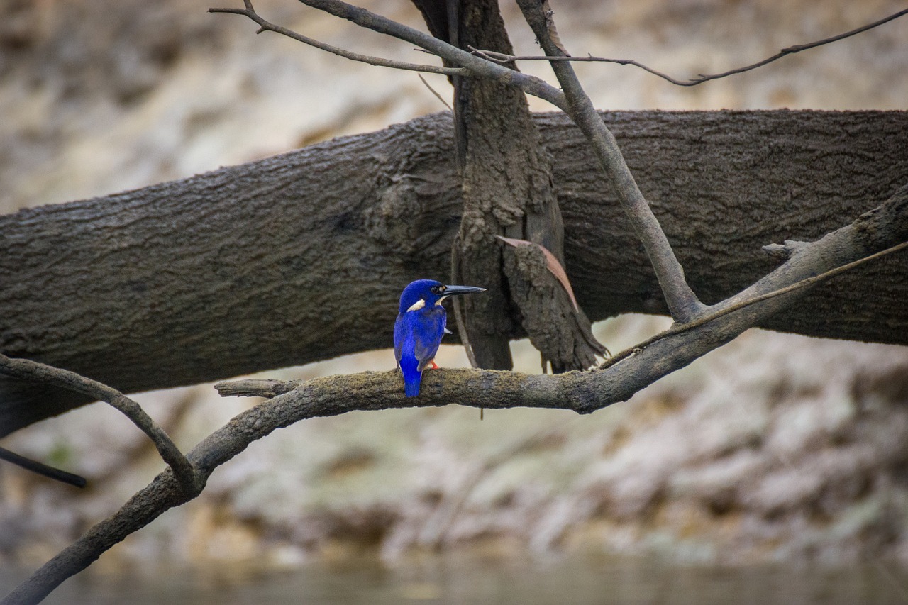 azure kingfisher bird river free photo